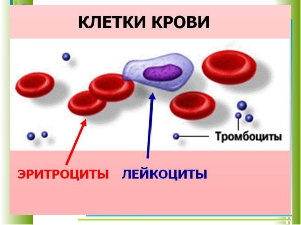 Схема форменные элементы крови эритроциты лейкоциты тромбоциты