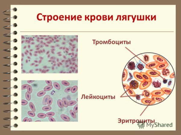 Схема строения форменных элементов крови