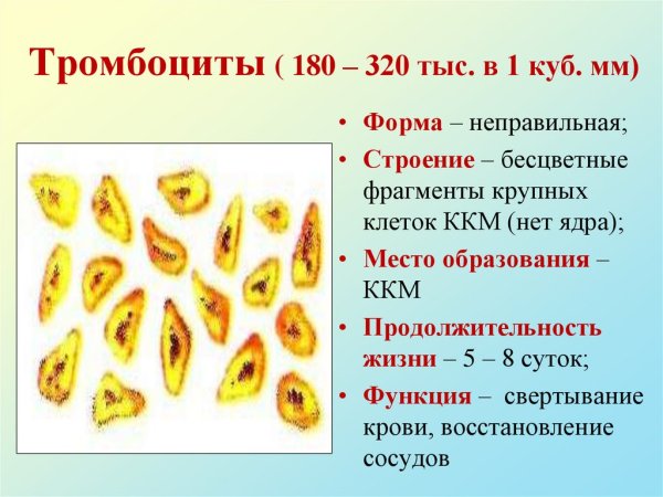 Тромбоциты схема свертывания крови