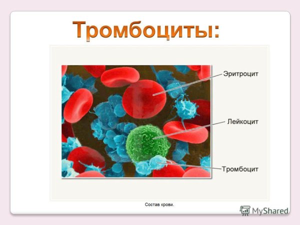 Эритроциты лейкоциты тромбоциты рисунок