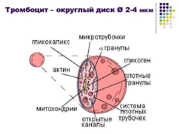 Тромбоциты на белом фоне