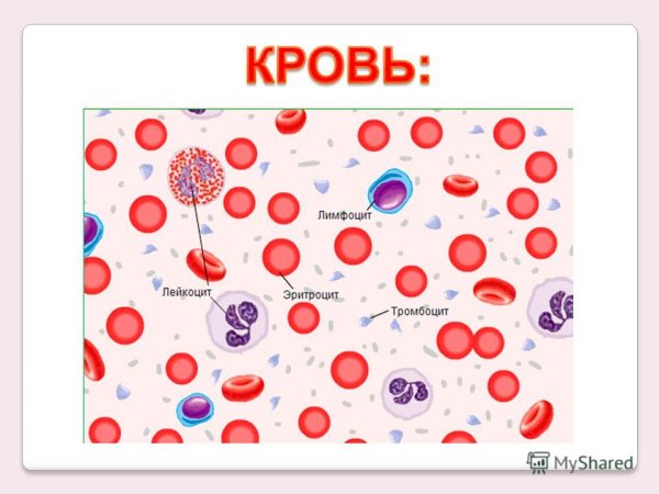 Строение клеток крови рисунок