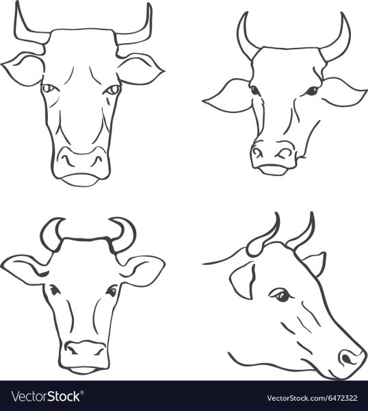 Лицо коровы карандашом