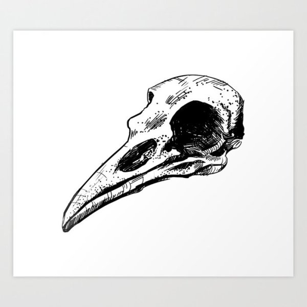 Череп ворона вид спереди