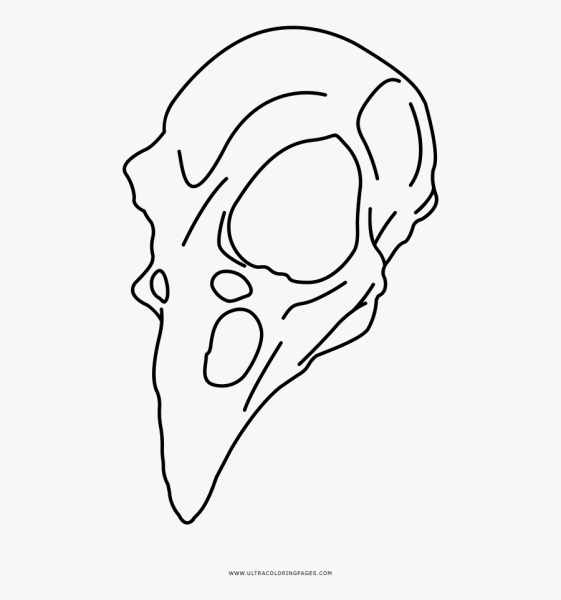 Череп птицы