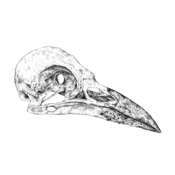 Череп ворона