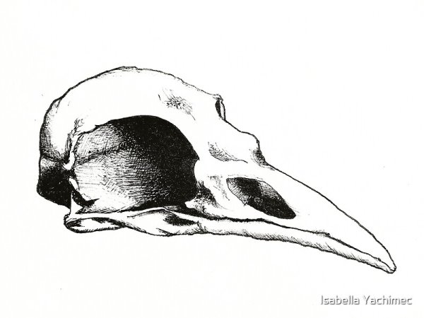 Череп птицы сбоку