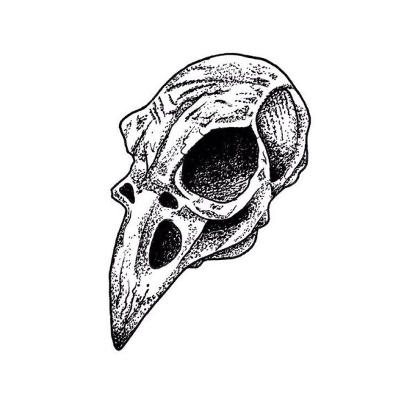 Череп рисунок