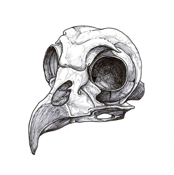 Череп птицы