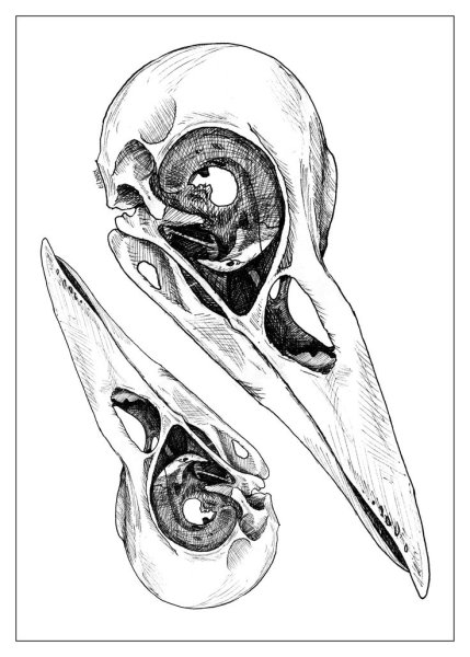 Череп птицы