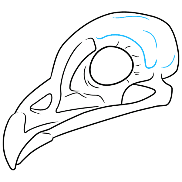 Череп птицы референс