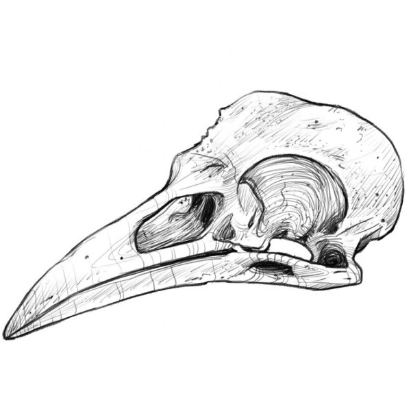 Вороний череп