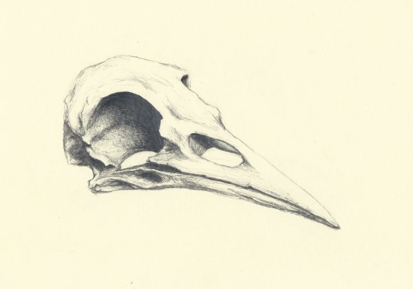 Скелет черепа птицы