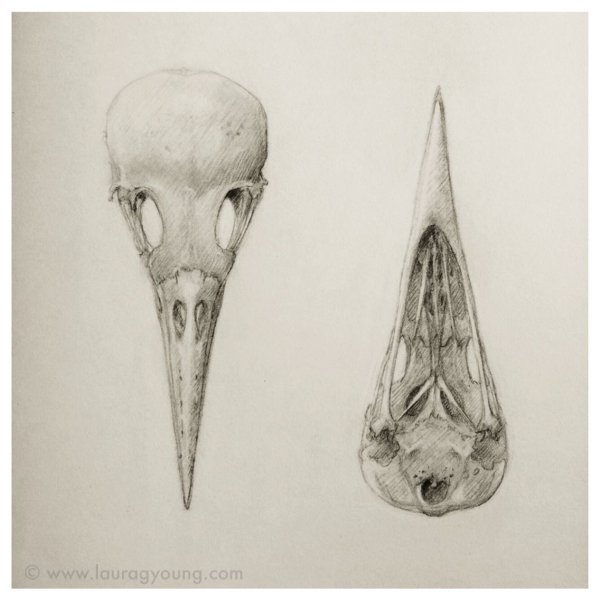 Вороний клюв анатомия