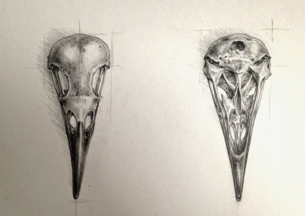 Черепа птиц референсы