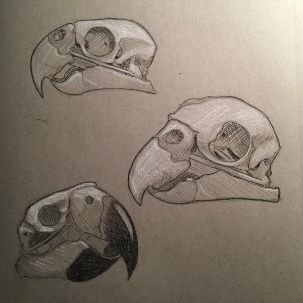 Череп птицы