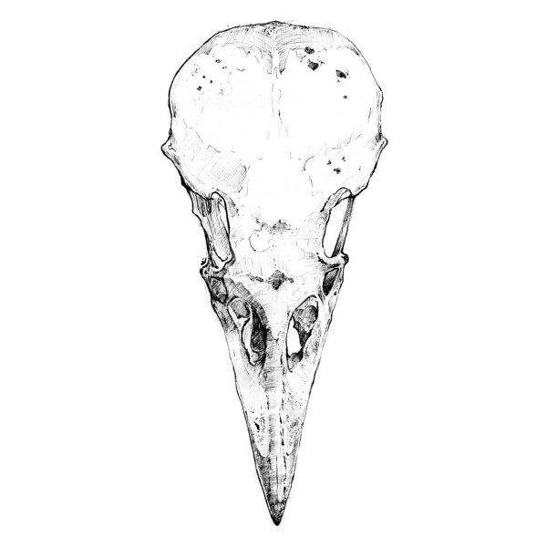 Череп птицы эскиз