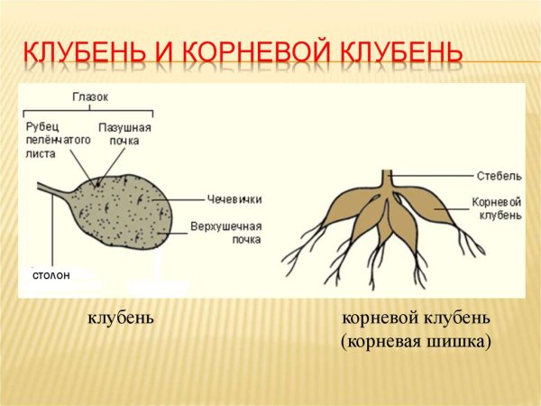 Корневые клубни георгины строение