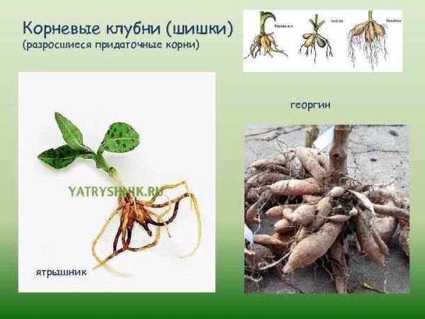 Корневые клубни георгина