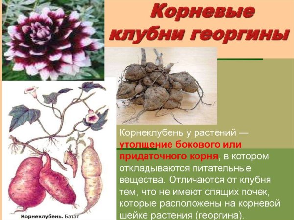 Корнеклубень Маннок