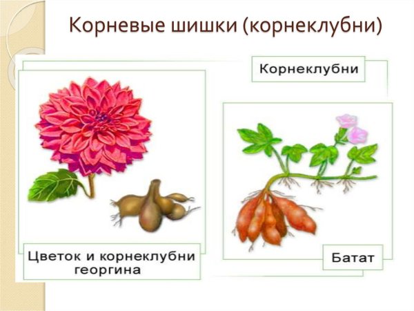 Корневые шишки георгина и батата образуются на