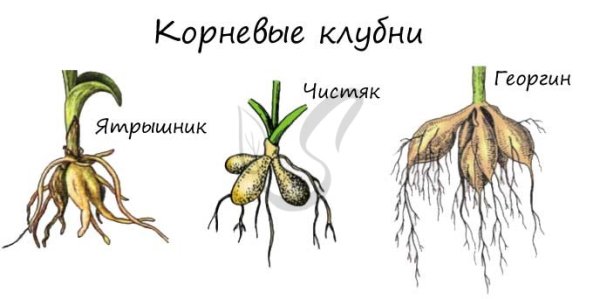Корневые клубеньки батата