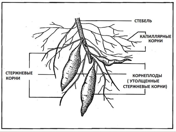 Видоизмененные корни растений корневые клубни