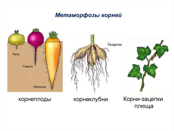 Корни корневые клубни