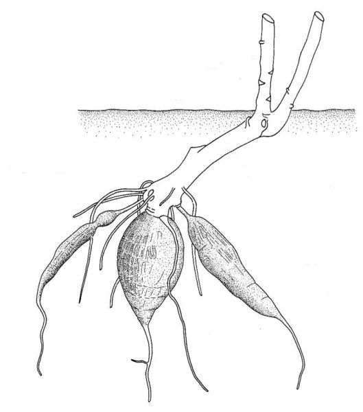 Корневые шишки георгина и батата образуются на