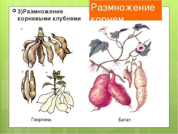 Корневые клубни схема