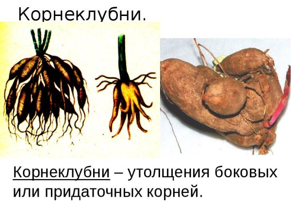 Корнеплод корневые клубни таблица