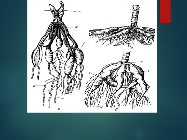 Видоизменения корней запасающие корни