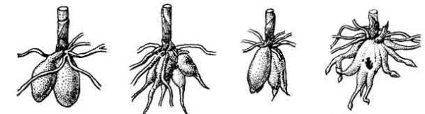 Чистяк корнеклубни