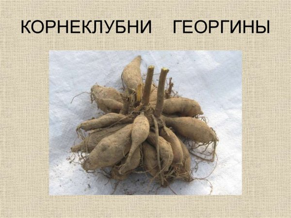 Корневые шишки корнеклубни
