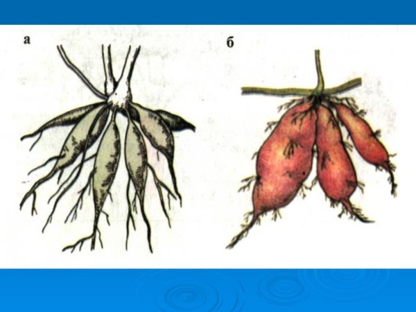 Корнеплоды и корнеклубни