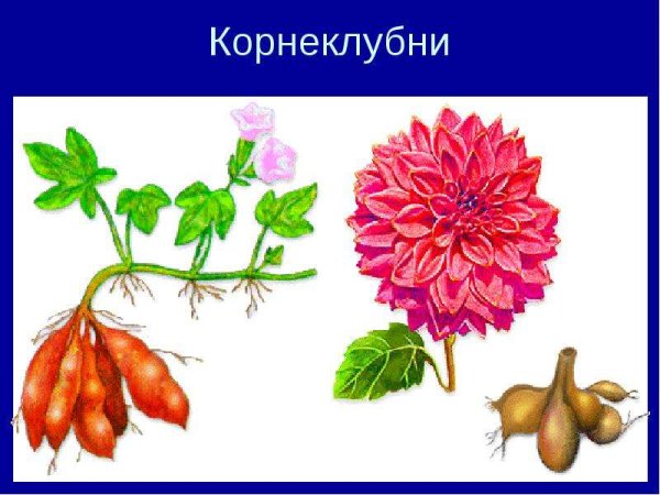 Примеры воздушных корней