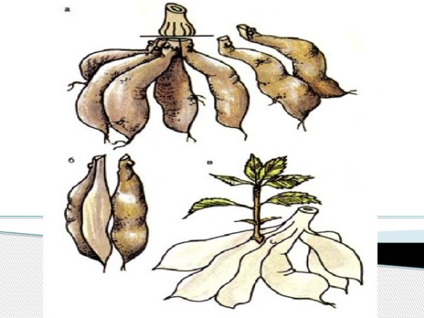 Чистяк корнеклубень