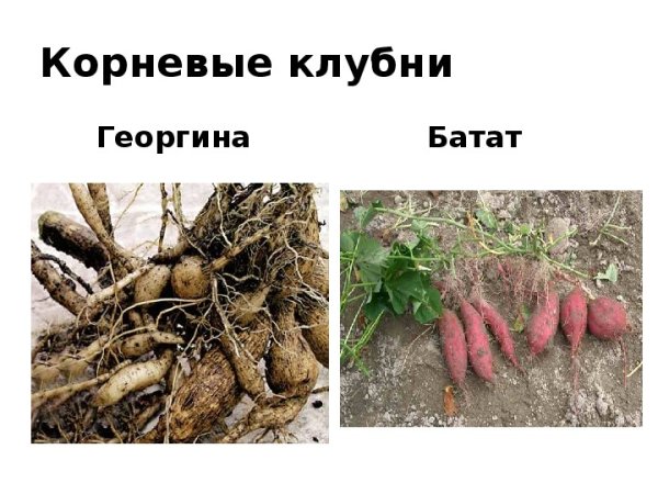 Корнеплод корнеклубень клубень