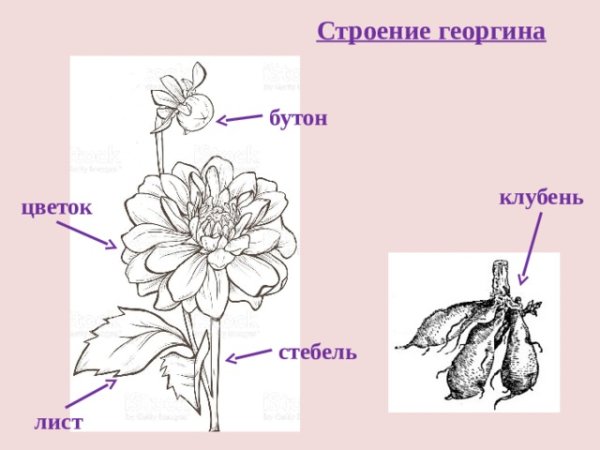 Корнеклубни батата