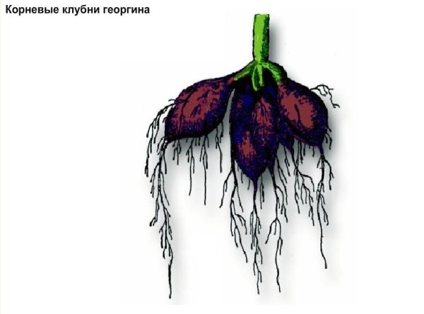 Корневые клубни батата