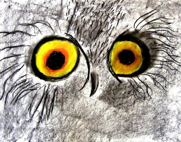 Глаза Совы рисунок карандашом