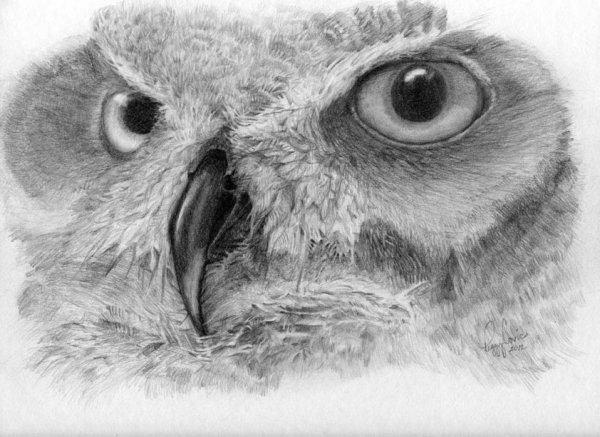 Глаза Совушки