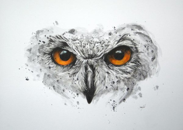 Сова морда арт