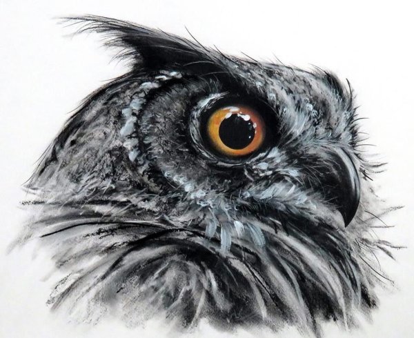 Сова тату эскиз реализм