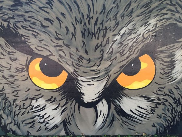 Полуночная Сова
