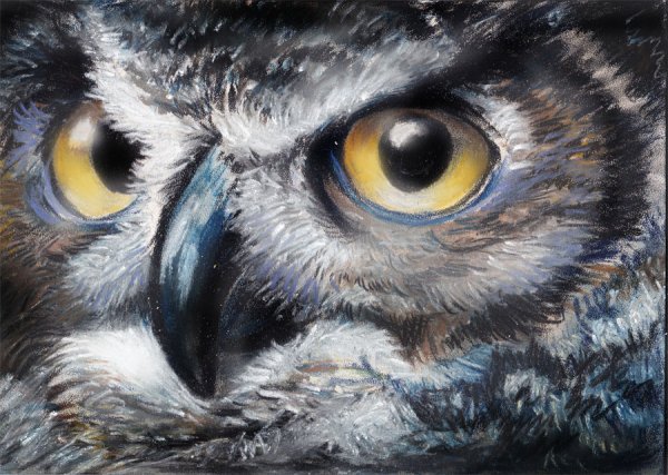 Сова глаза картины
