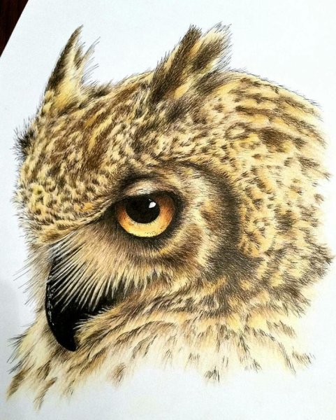 Голова Филина в профиль