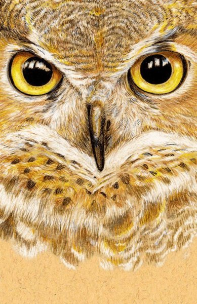 Сова морда арт