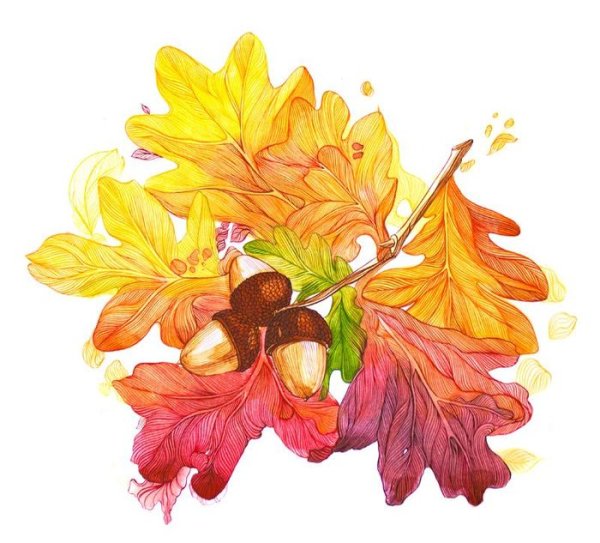 Осенние листья акварель
