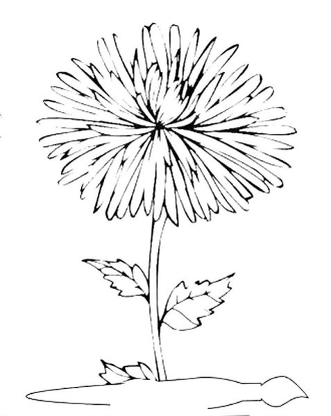 Раскраска Астра цветок